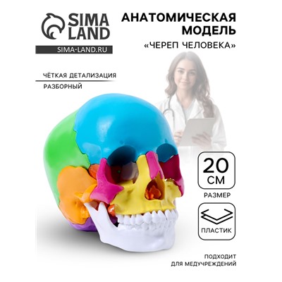 Анатомическая модель «Череп человека», разноцветный, разборный, 20 см