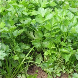 5170D Сельдерей черешковый и листовой Бодрость 0,5гр