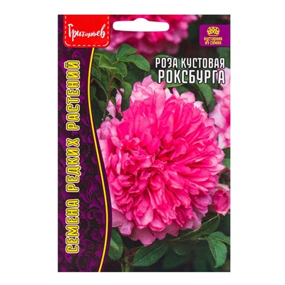 Семена цветов Роза Роксбурга кустовая 10 шт.  12.29 г.