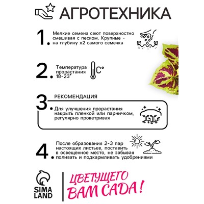 Семена цветов Колеус «Визард», мозаика, «Семена Алтая», цветной пакет, 5 шт.