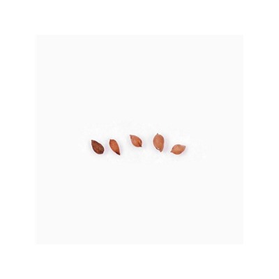 Семена цветов Петуния "Яромнерже", 5 шт.