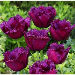 Тюльпан Горилла (бахромчатый) 11/12 3шт СдС