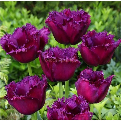 Тюльпан Горилла (бахромчатый) 11/12 3шт СдС
