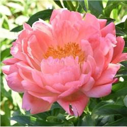Пион травянистый Пинк Гаваи Корал 1шт СдС