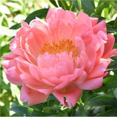 Пион травянистый Пинк Гаваи Корал 1шт СдС