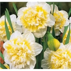 Нарцисс Айс Кинг 12/14 2шт СдС