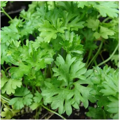 Петрушка листовая Бутербродная