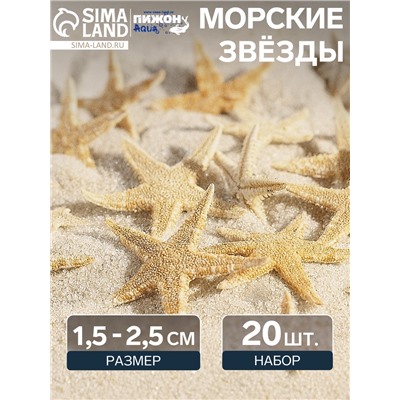 Набор натуральных морских звезд, 1.5 - 2.5 см, 20 шт.