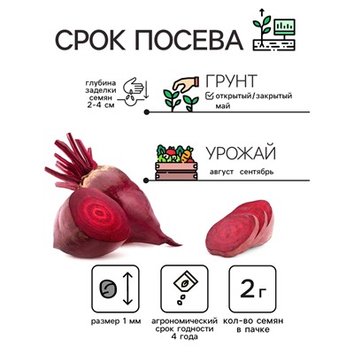 Семена Свёкла «Цилиндра», 2 г, «Рецепты дедушки Никиты»