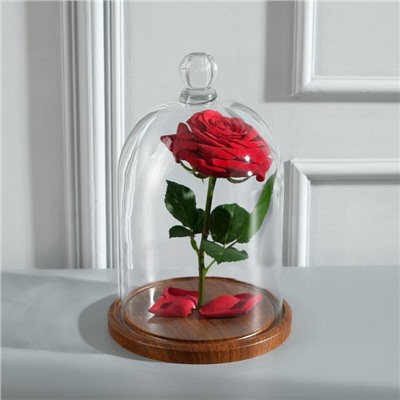 Стеклянный купол-клош с шариком на подставке «Родрик», 27×15 см, коричневый