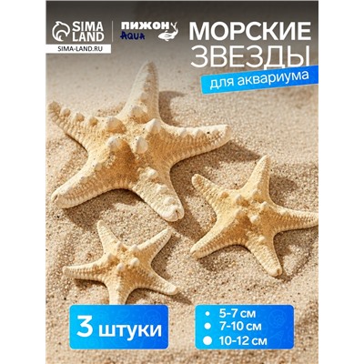 Набор из 3 морских звезд, размер 5-7 см, 7-10 см, 10-12 см, белый