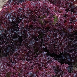 5079D Салат Гранатовые кружева 10шт