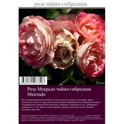 Роза Мекрадо чайно-гибридная туба Польша