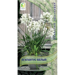 Агапантус Белый (Код: 88903)