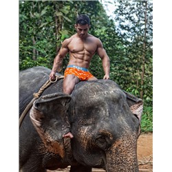 Трусы A12077460