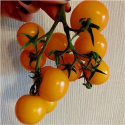 7135Т Томат Саммер Сан 10шт