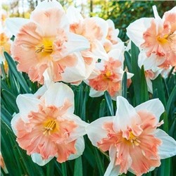 Нарцисс Эдинбург 12/14 2шт СдС