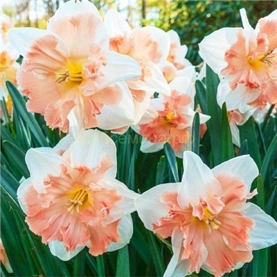 Нарцисс Эдинбург 12/14 2шт СдС