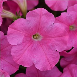 5187D Петуния ампельная Е3 Изи Вэйв Пинк Космо 5шт