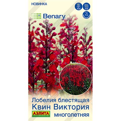 Лобелия Квин Виктория (Код: 93584)