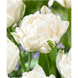 Тюльпан Маунт Такома (махровый поздний) 10/11 3шт СдС