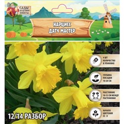 Нарцисс Датч мастер, р-р 12/14, 4 шт, Весна 2025