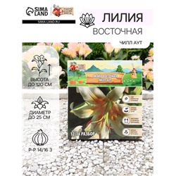 Лилия Восточная "Чилл Аут", р-р 14/16 3 шт, Весна 2025