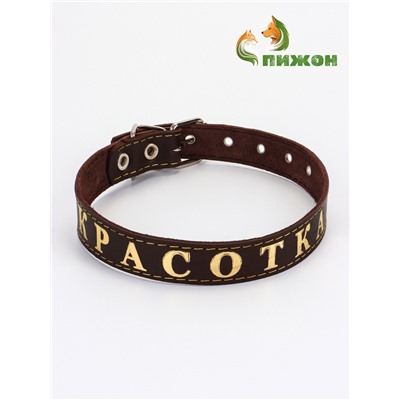Ошейник «Красотка», 60×2.5 см, однослойный, тиснение фольгой, кожа, цвет МИКС