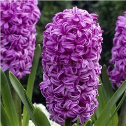 Гиацинт Папл Сенсейшн 14/15 2шт СдС