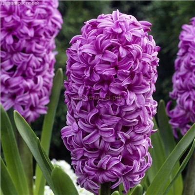 Гиацинт Папл Сенсейшн 14/15 2шт СдС