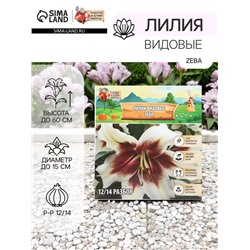 Лилии видовые Zeba, луковица в пакете с перфорацией, р-р 12/14, 2 шт.