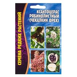 Семена Ксантоцерас Рябинолистный (Чекалкин орех) 2шт. 12.29 г.