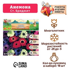 Анемона "Ст. Бриджит", р-р 5/6, 10 шт, Весна 2025