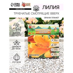 Лилии Трубчатые смотрящие вверх Orange Planet, луковица в пакете с перфорацией, р-р 12/14, 2 шт.