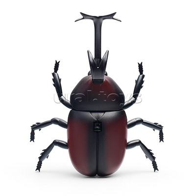 Жук в коробке