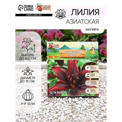 Лилия Азиатская «Мапира», луковица в пакете с перфорацией, р-р 12/14, 3 шт.