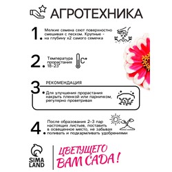 Семена цветов  Цинния Захара "Северная звезда", ц/п,  5 шт
