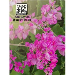 Семена Антигонон "Лиана любви", ц/п,  5 шт.