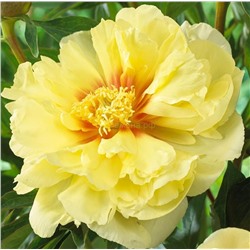 Пион ИТО Бартзелла 1шт СдС