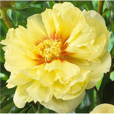 Пион ИТО Бартзелла 1шт СдС