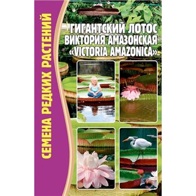 Лотос Гигантский Виктория (Редкие)