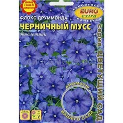 Флокс Черничный мусс (Аэлита)