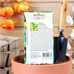 Семена комнатных цветов Эвкалипт "Флагман", ц/п,  0,05 г