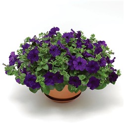 5242D Петуния ФотоФиниш Блю 5шт