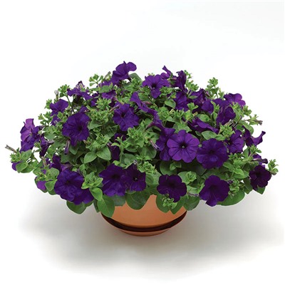 5242D Петуния ФотоФиниш Блю 5шт