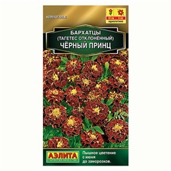 Бархатцы Черный Принц Аэлита