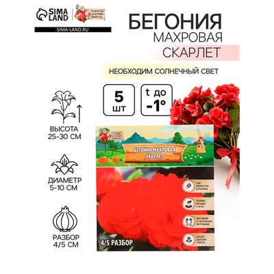 Бегония махровая «Скарлет», луковица, р-р 4/5, 5 шт.