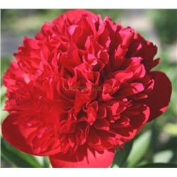 Пион травянистый Диана Паркс 1шт СдС