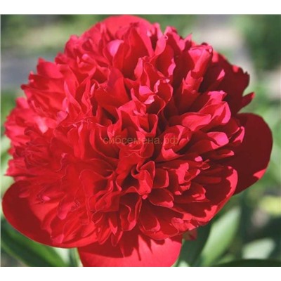 Пион травянистый Диана Паркс 1шт СдС