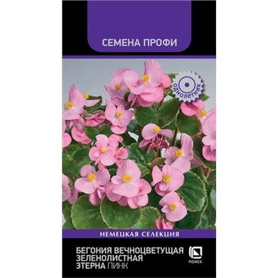 Бегония Этерна Пинк (Код: 93696)